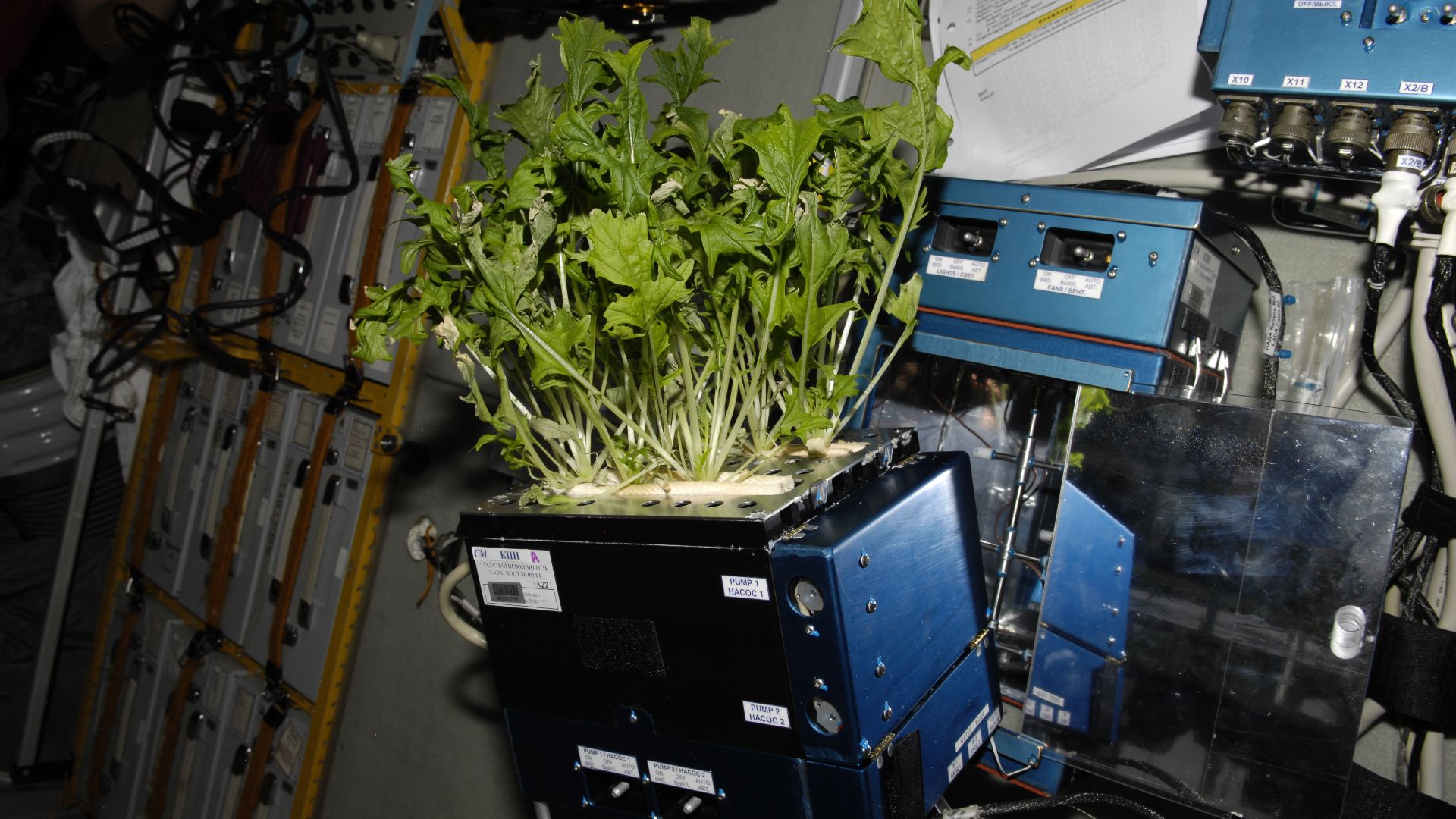 File:Growing Plants and Vegetables in a Space Garden.jpg