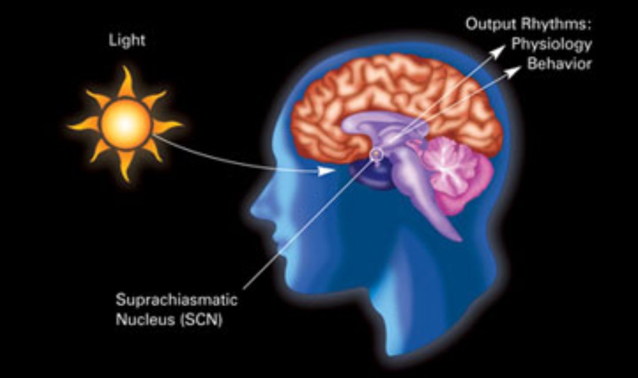 Circadian rhythm 