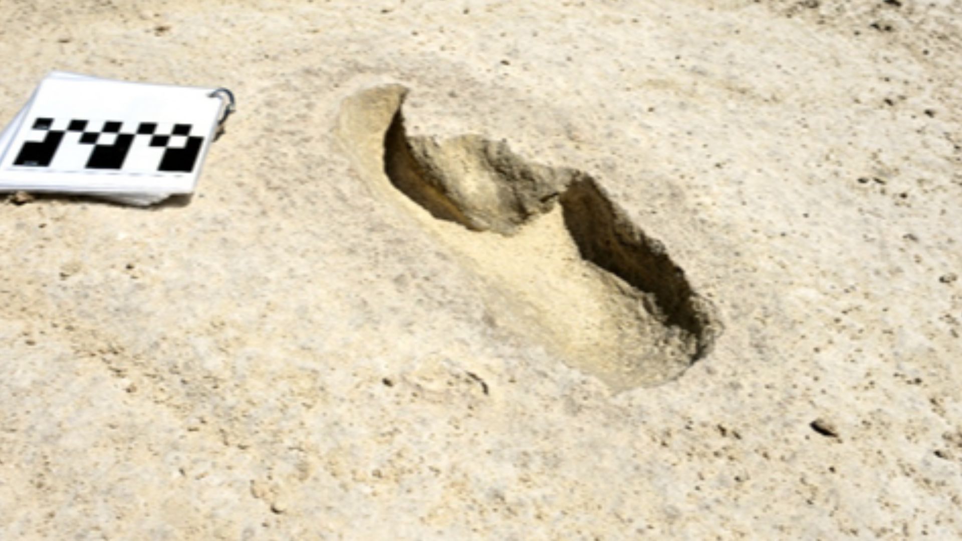 File:Fossil footprint, Harlan's ground sloth, White Sands National Park, New Mexico, United States.jpg