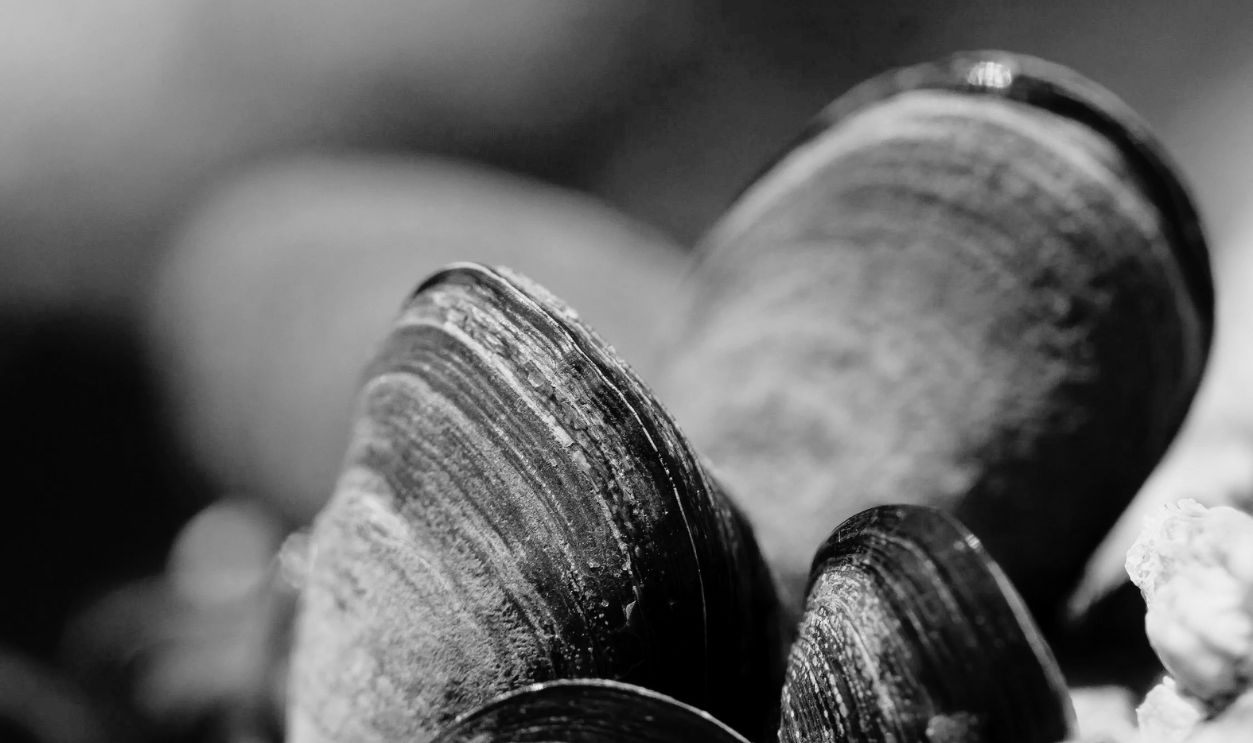 mussel shells