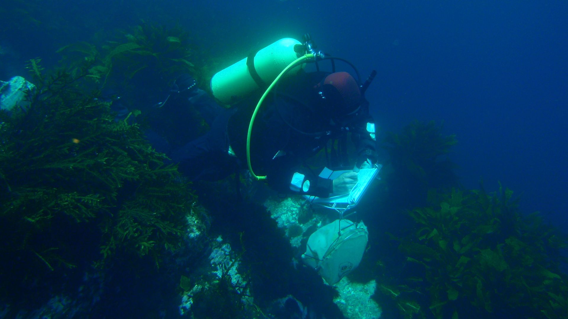 File:Diver swimming a transect for Reef Life Survey PB164699.JPG