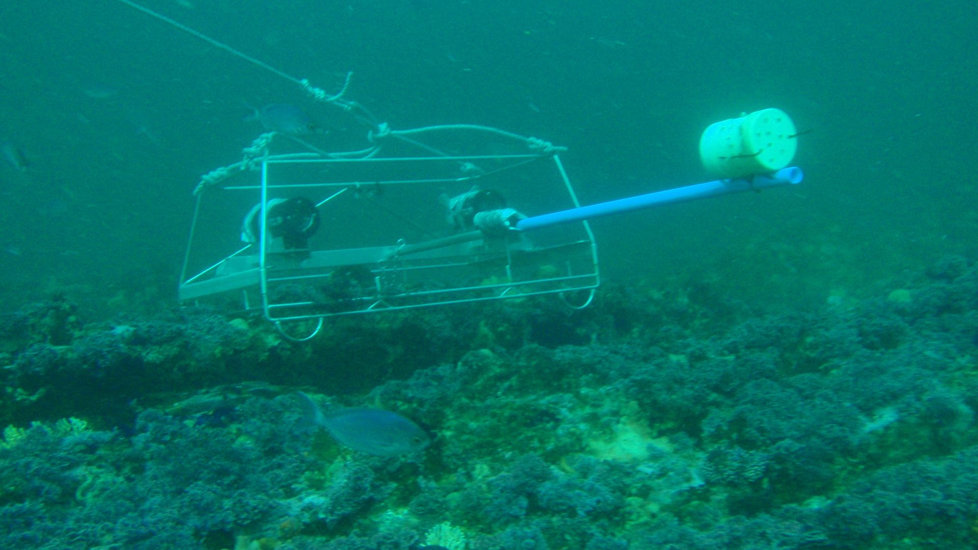 File:Stereo BRUVS in action at Rheeders Reef P2277038.JPG