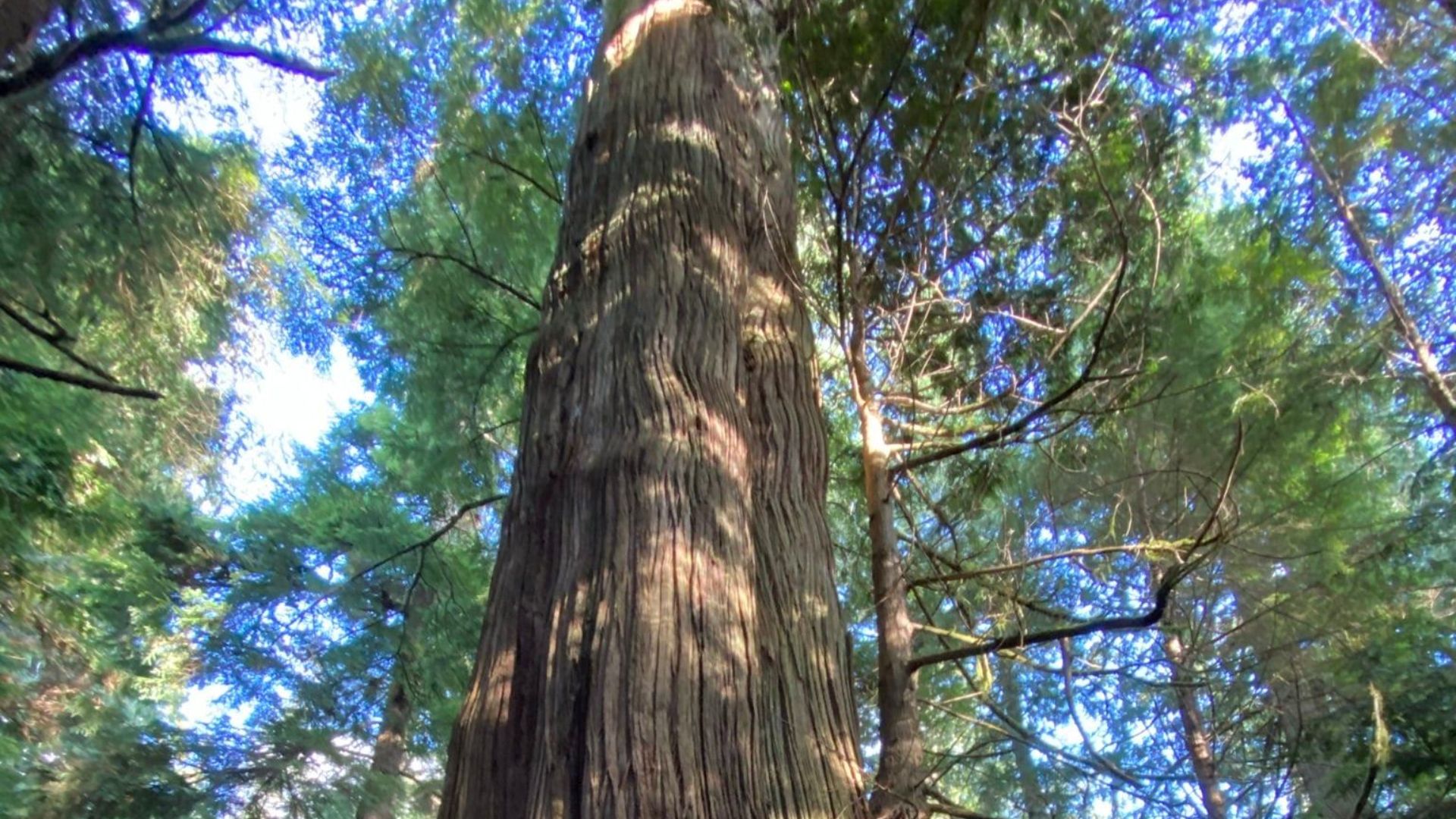 File:Western red cedar at Willapa National Wildlife Refuge (51814997704).jpg