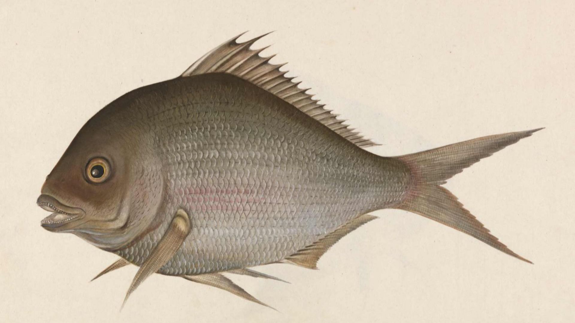 File:Painting of Fish (CBL C 1382).jpg