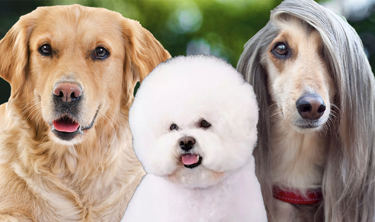 Beautifuldogs-Msn