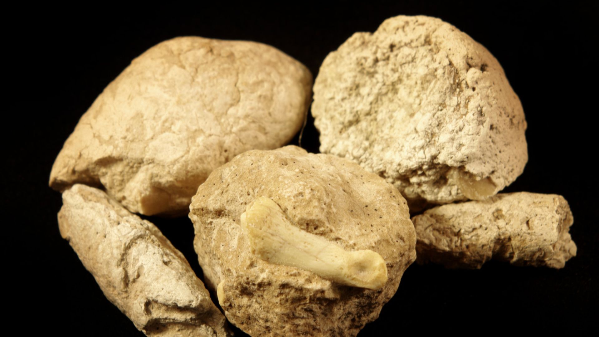 File:Coprolites with Inclusions.jpg