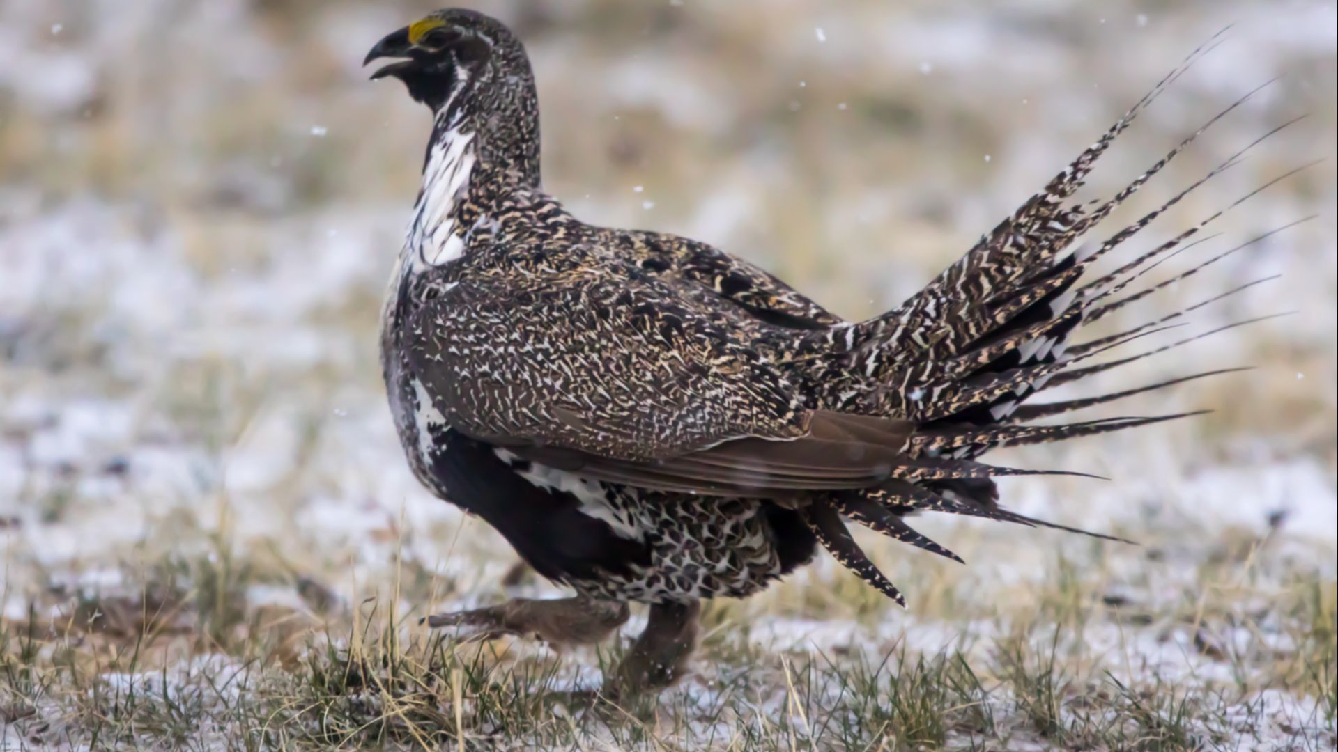 File:Sage Grouse (Centrocercus urophasianus) (20163466718).jpg