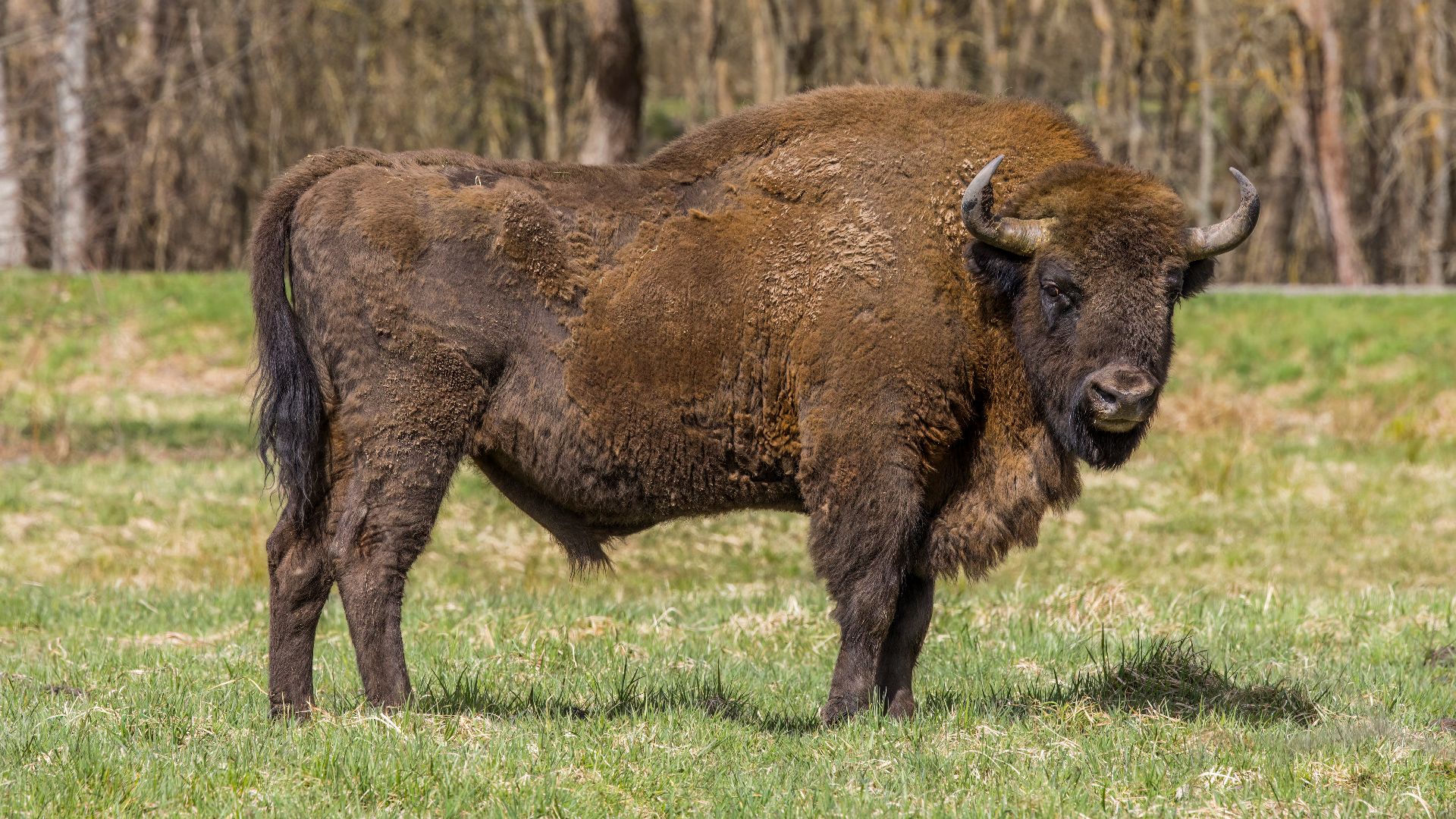 File:European bison (Bison bonasus) male Białowieza.jpg