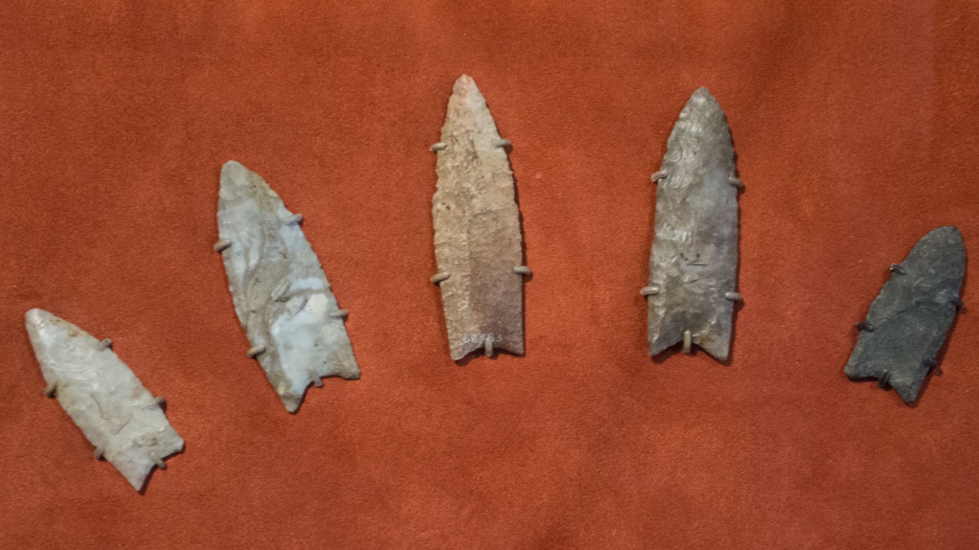File:Clovis spearpoints - Cleveland Museum of Natural History.jpg