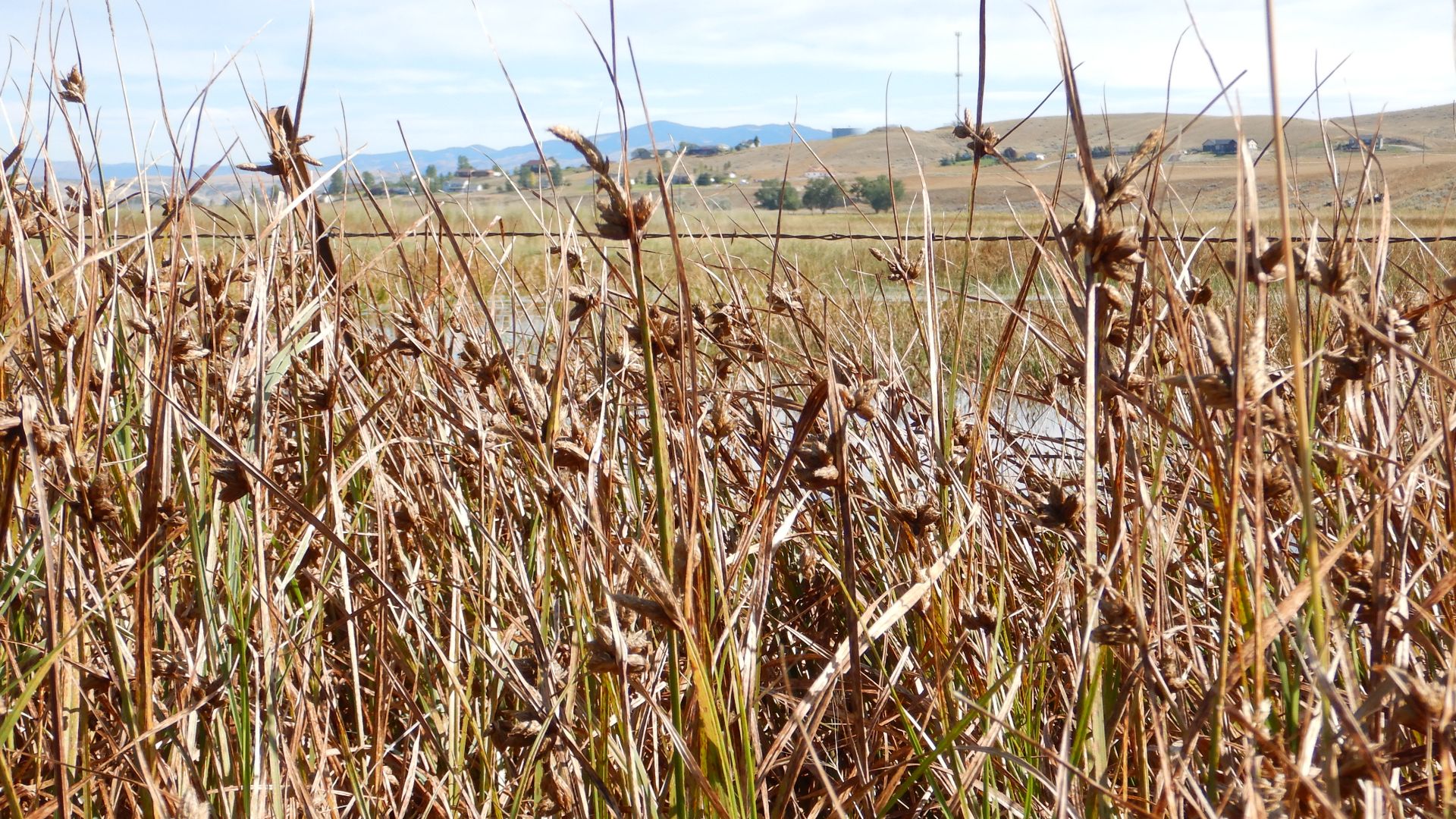 File:Bolboschoenus maritimus - cosmopolitan bulrush - Flickr - Matt Lavin (9).jpg