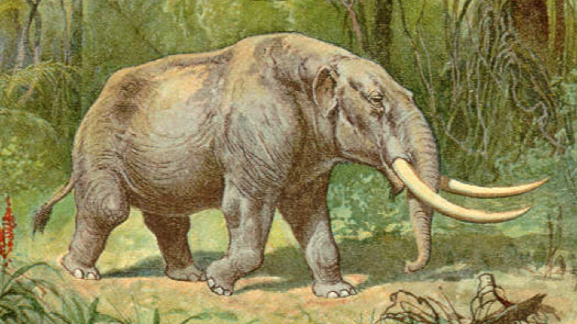 File:Mastodon color.jpg