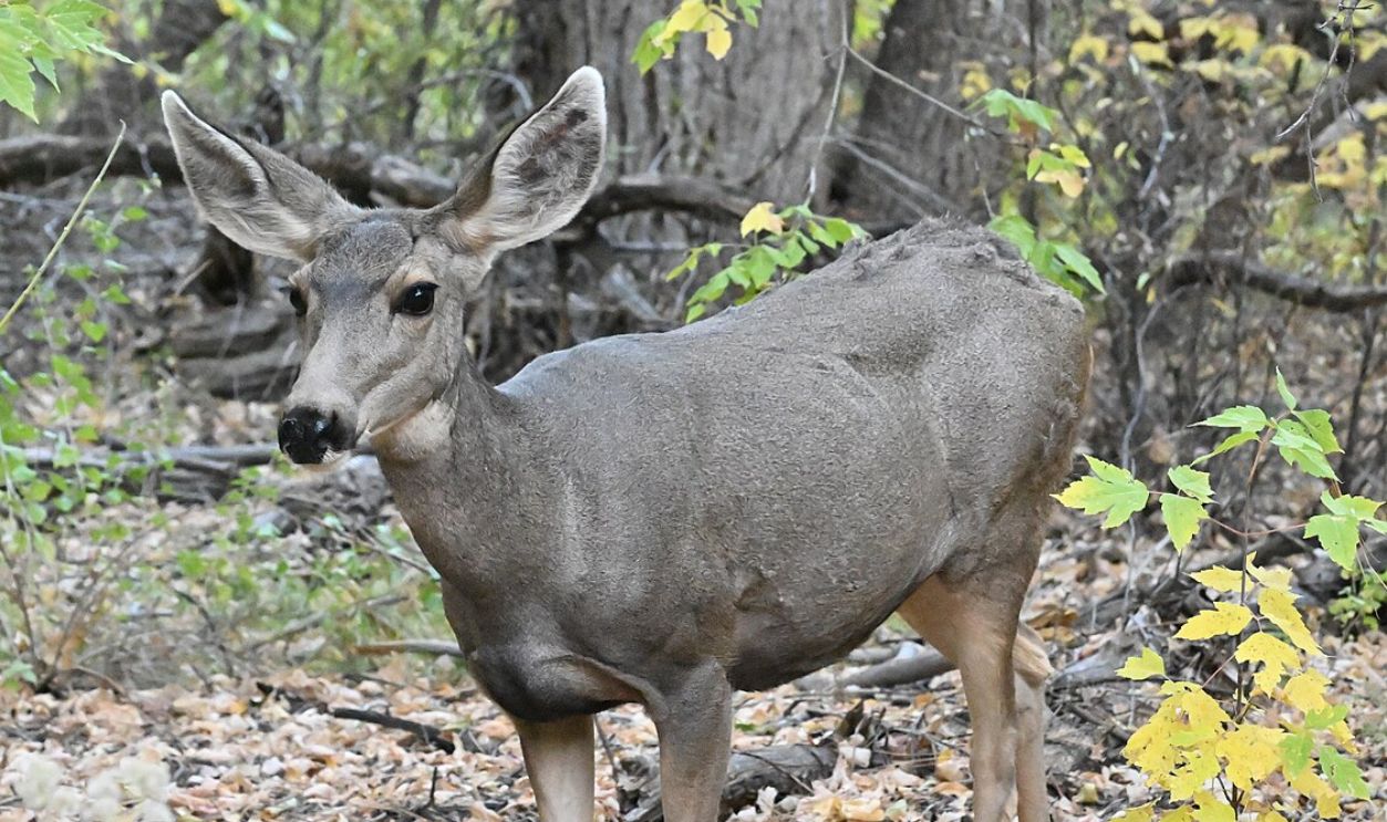 mule deer