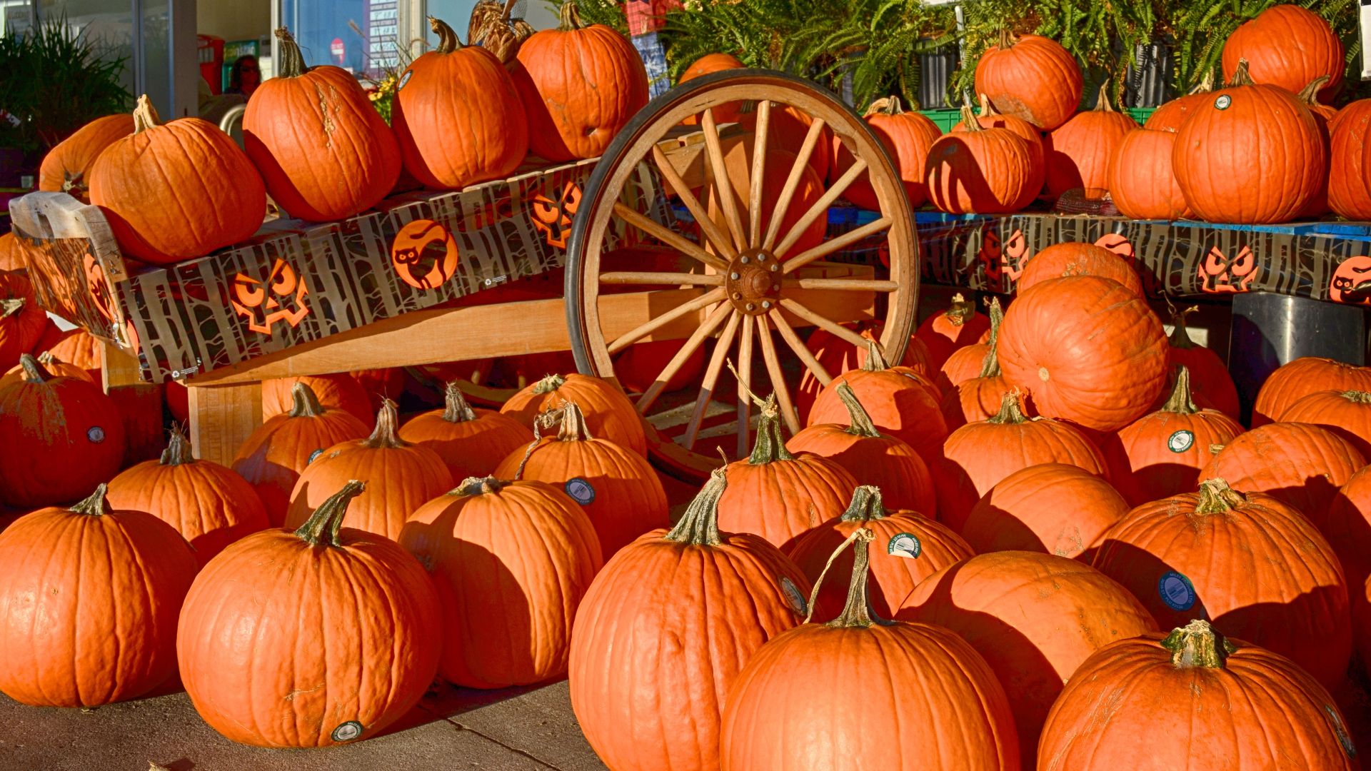 File:Pumpkins-202133.jpg