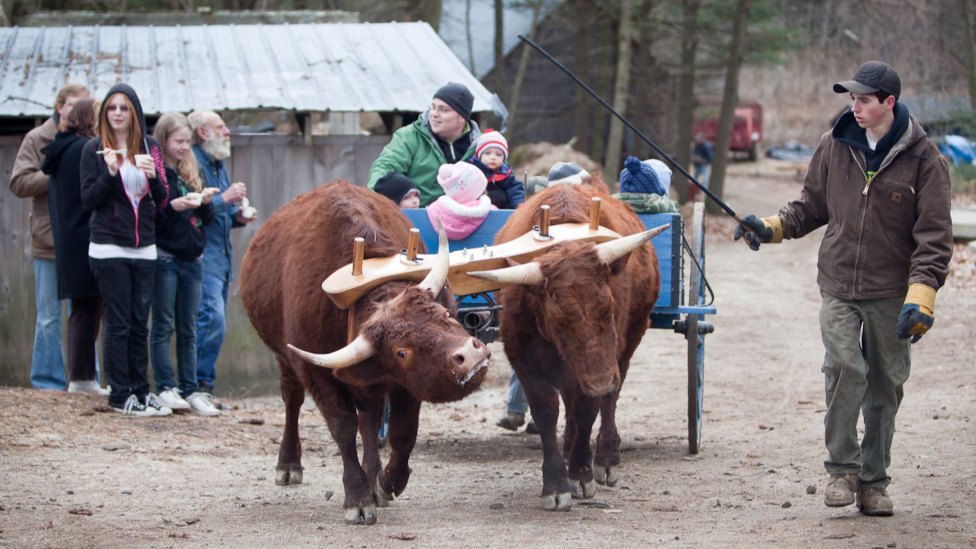 File:Ox-cart in Maine.jpg