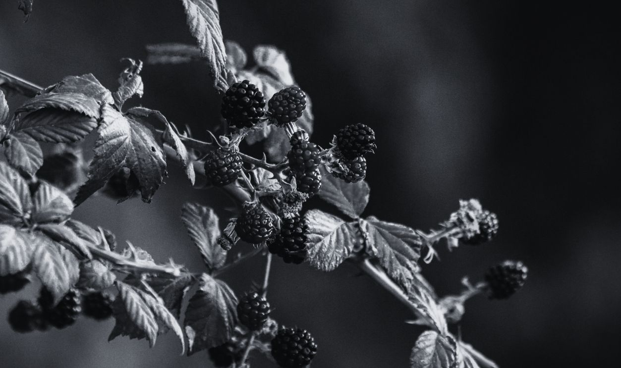Blackberries