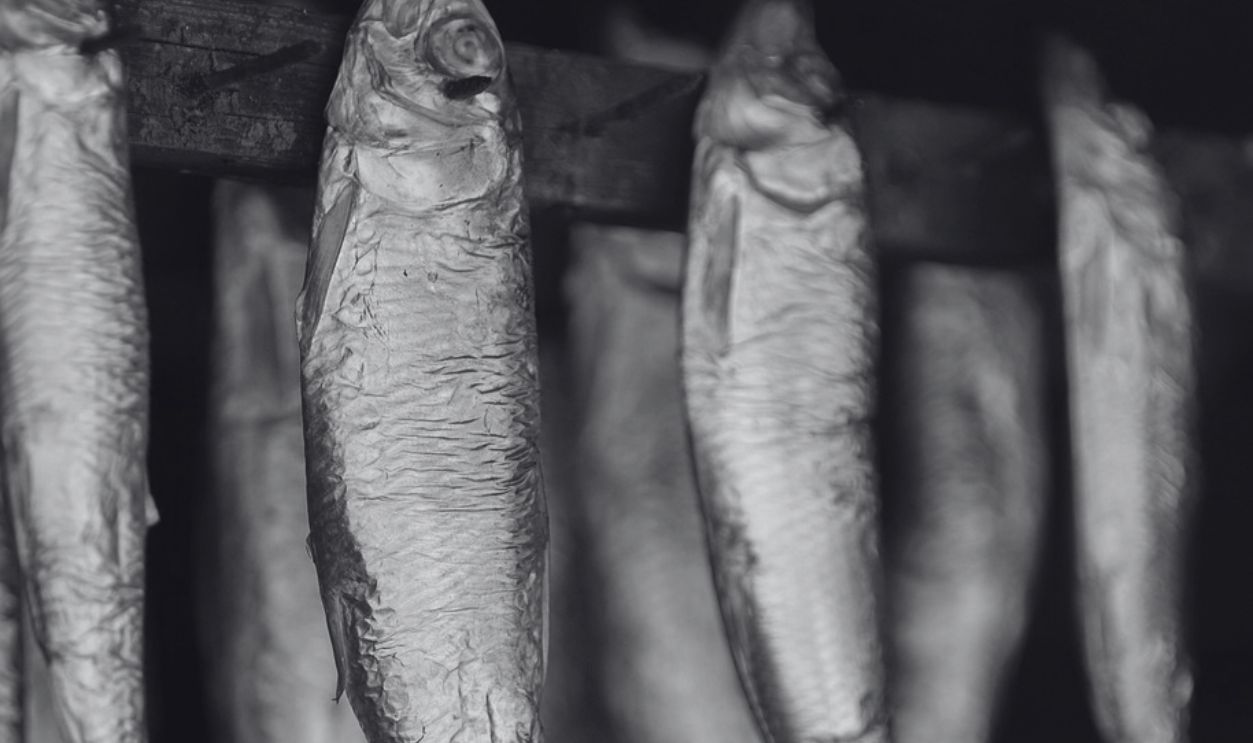 Herring