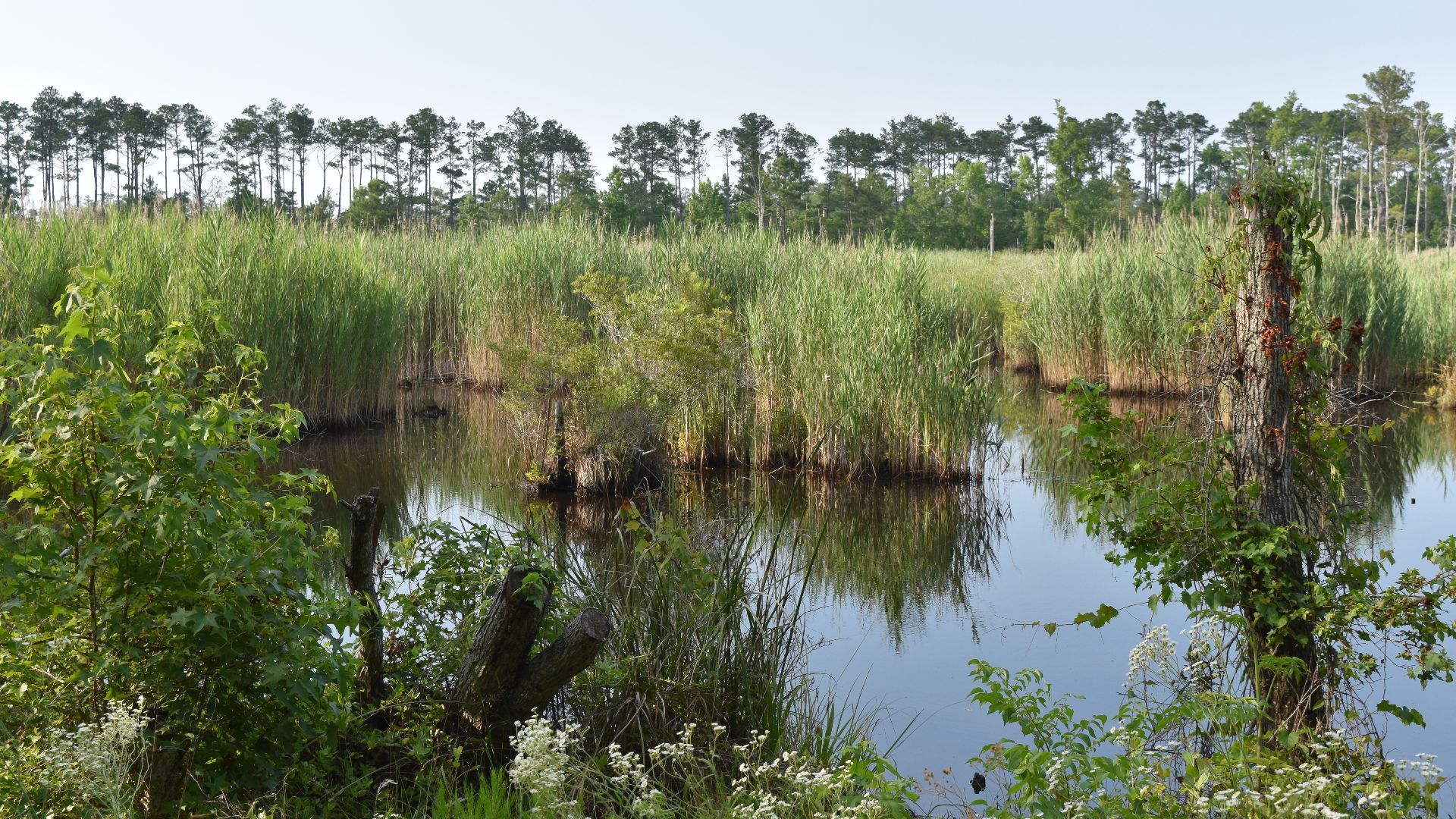 File:Scene Alligator River NWR ncwetlands am (88).jpg