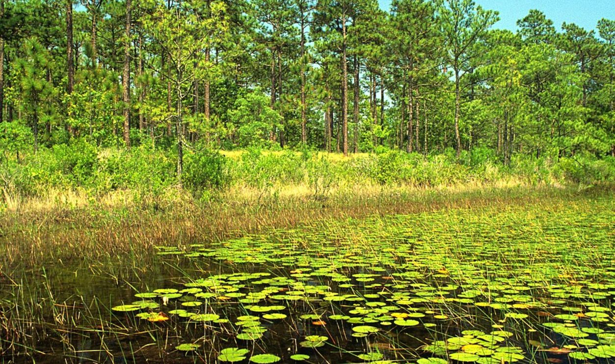 North Carolina Marshlands