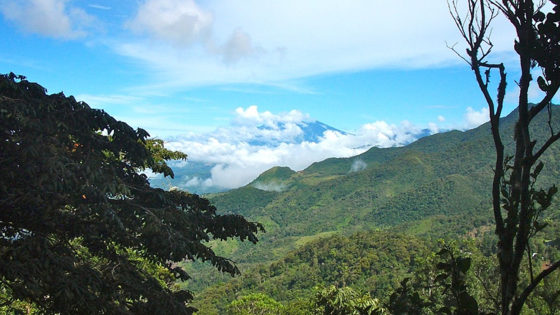 File:Panamanian montane forests.jpg