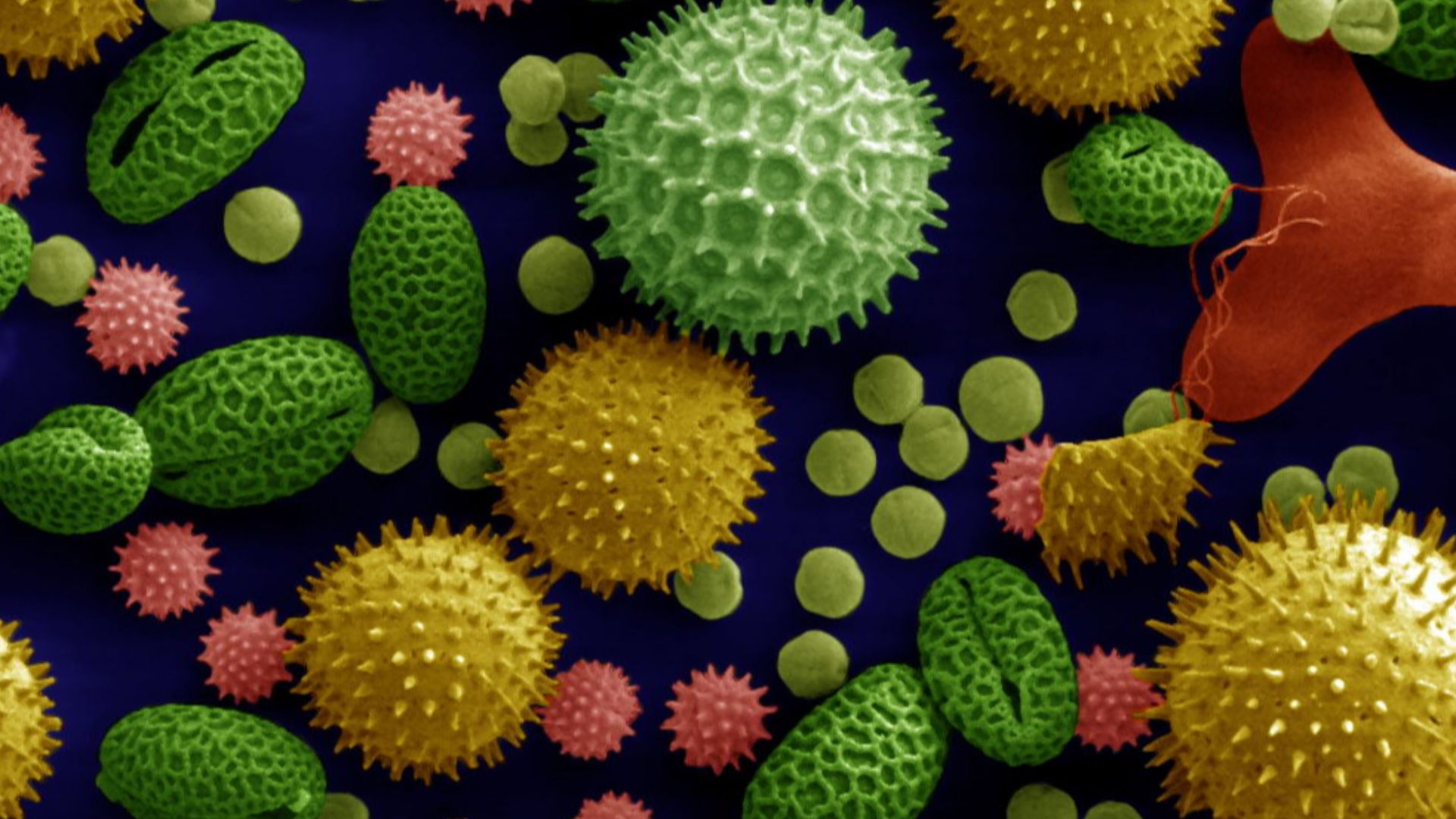 File:Misc pollen colorized.jpg