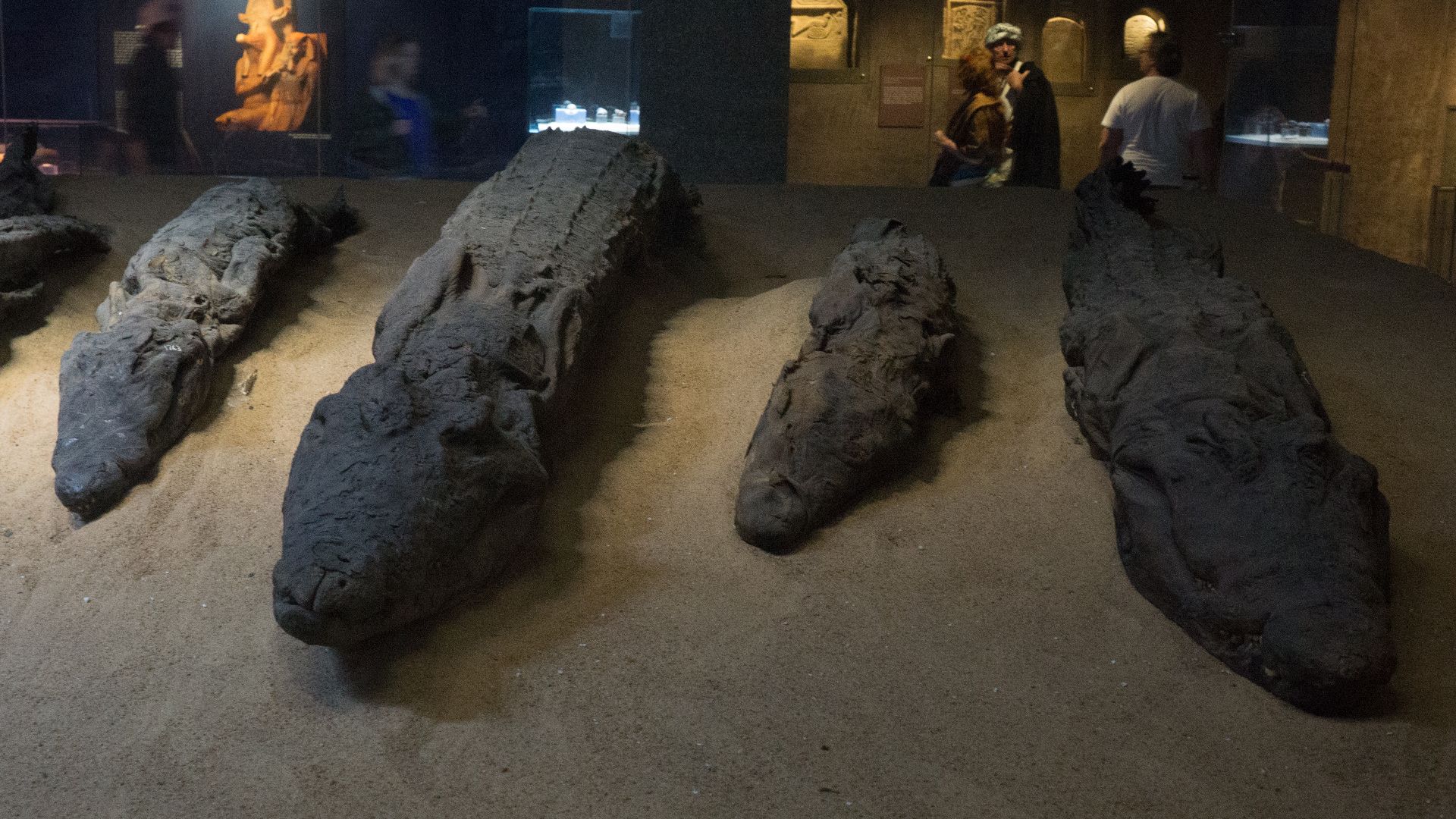 File:Mummified crocodiles - Crocodile Museum, Kom Ombo (2).jpg