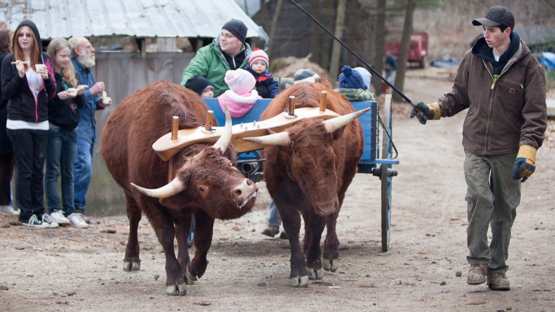 File:Ox-cart in Maine.jpg