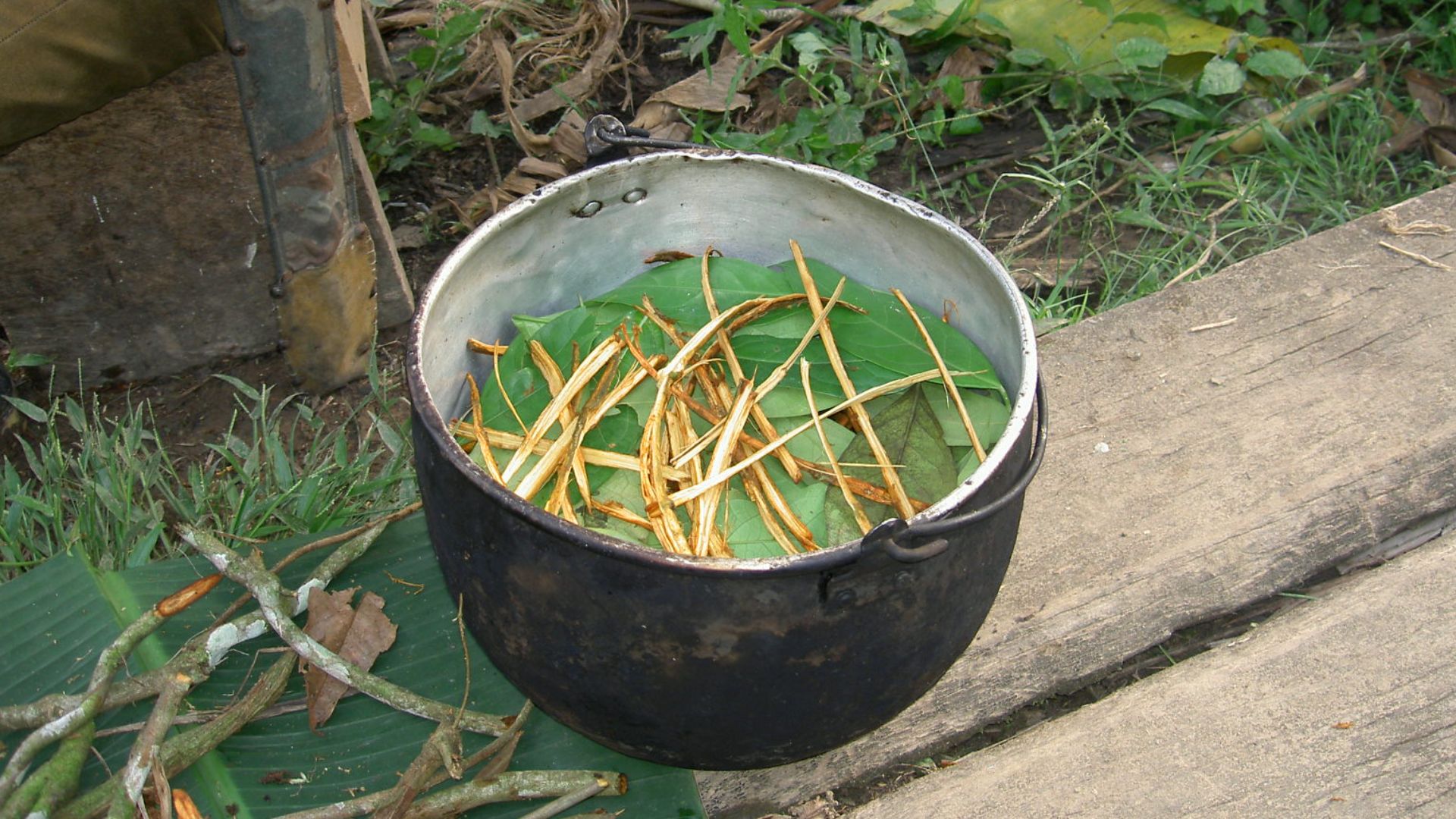 File:Ayahuasca prep.JPG
