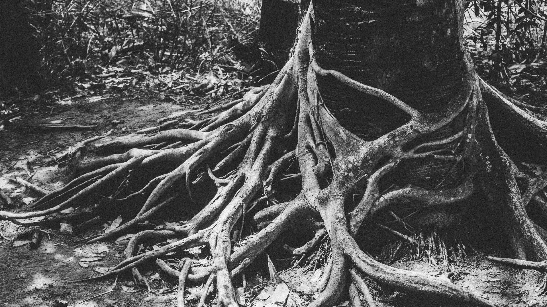 grayscale of photo root of tree