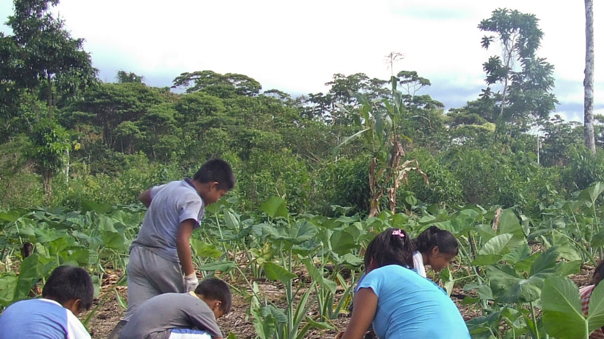 File:Shuar cultivate Xanthosoma.JPG