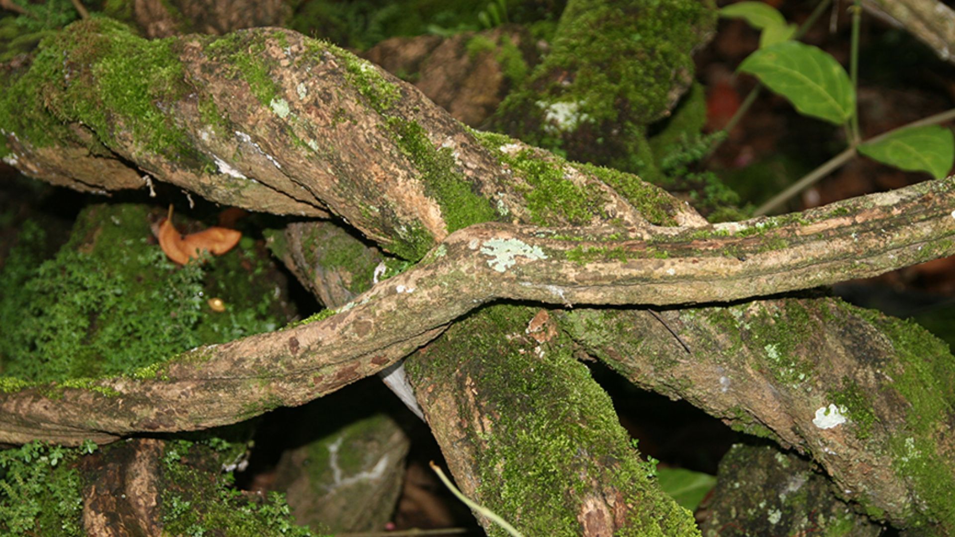 File:Tallo de liana ayahuasca (Banisteriopsis caapi).jpg
