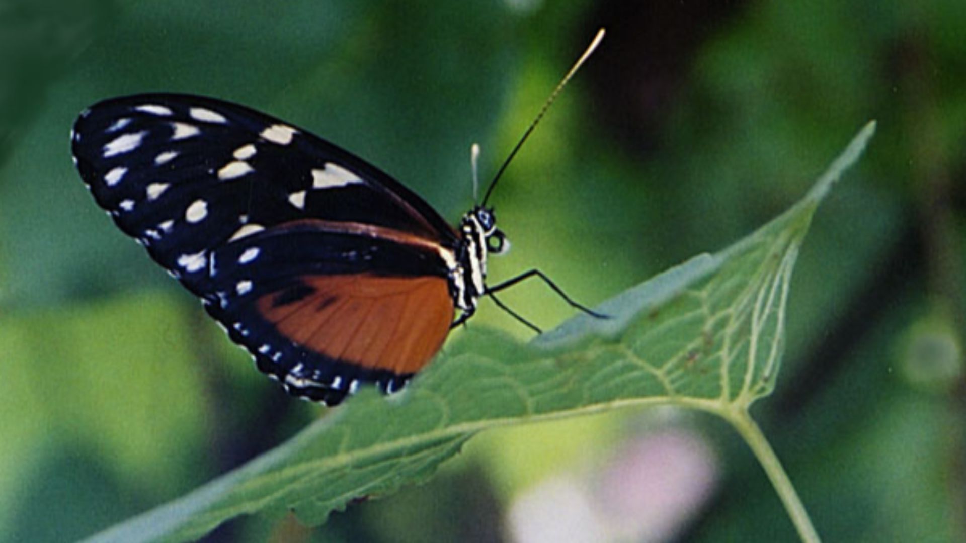 File:Heliconius hecale (8745792877).jpg