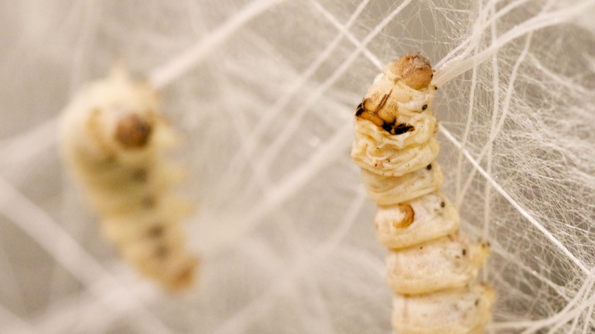 File:Silk Pavilion silkworm2.jpg