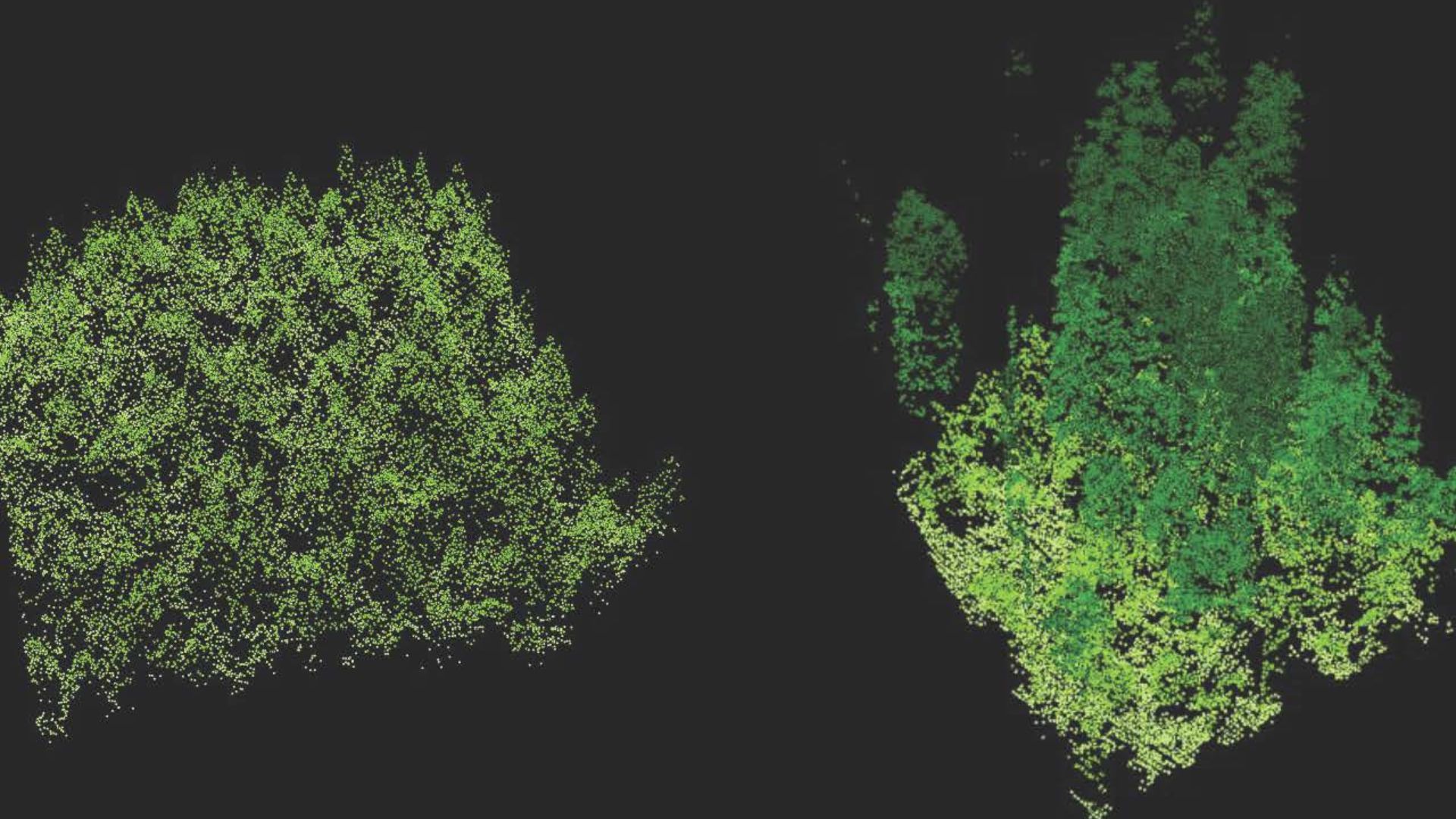 File:Forest LIDAR.jpg