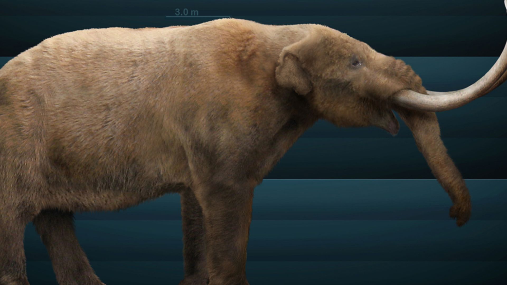 File:Mammut americanum Sergiodlarosa.jpg