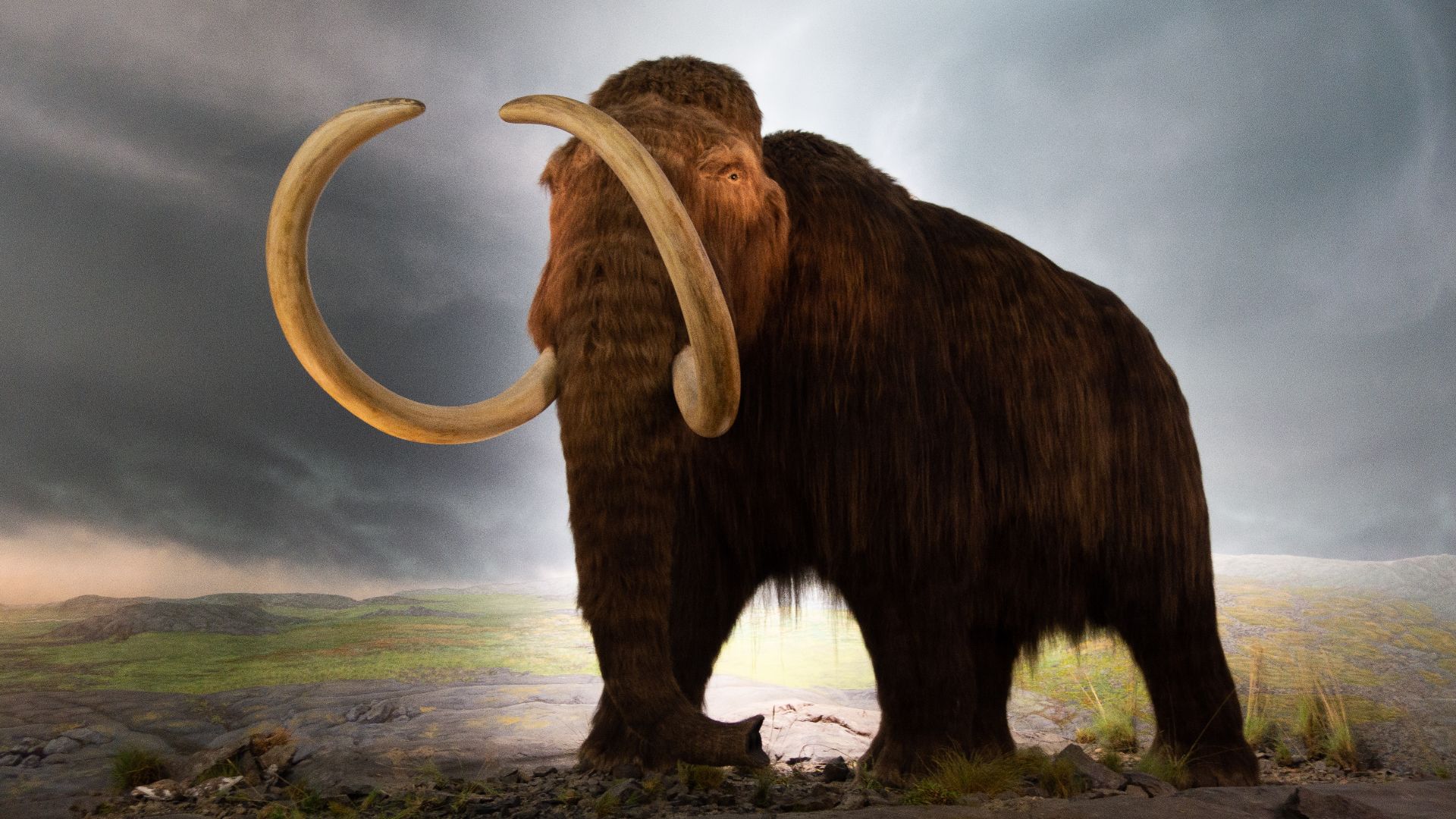 File:Woolly mammoth model Royal BC Museum in Victoria.jpg