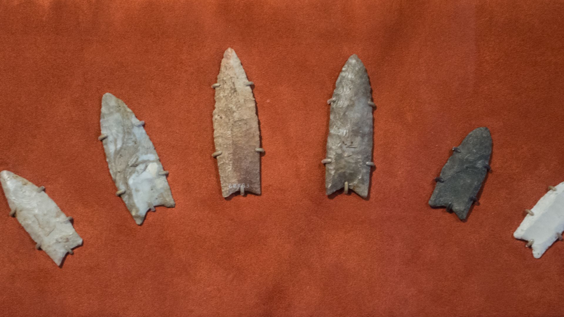 File:Clovis spearpoints - Cleveland Museum of Natural History.jpg