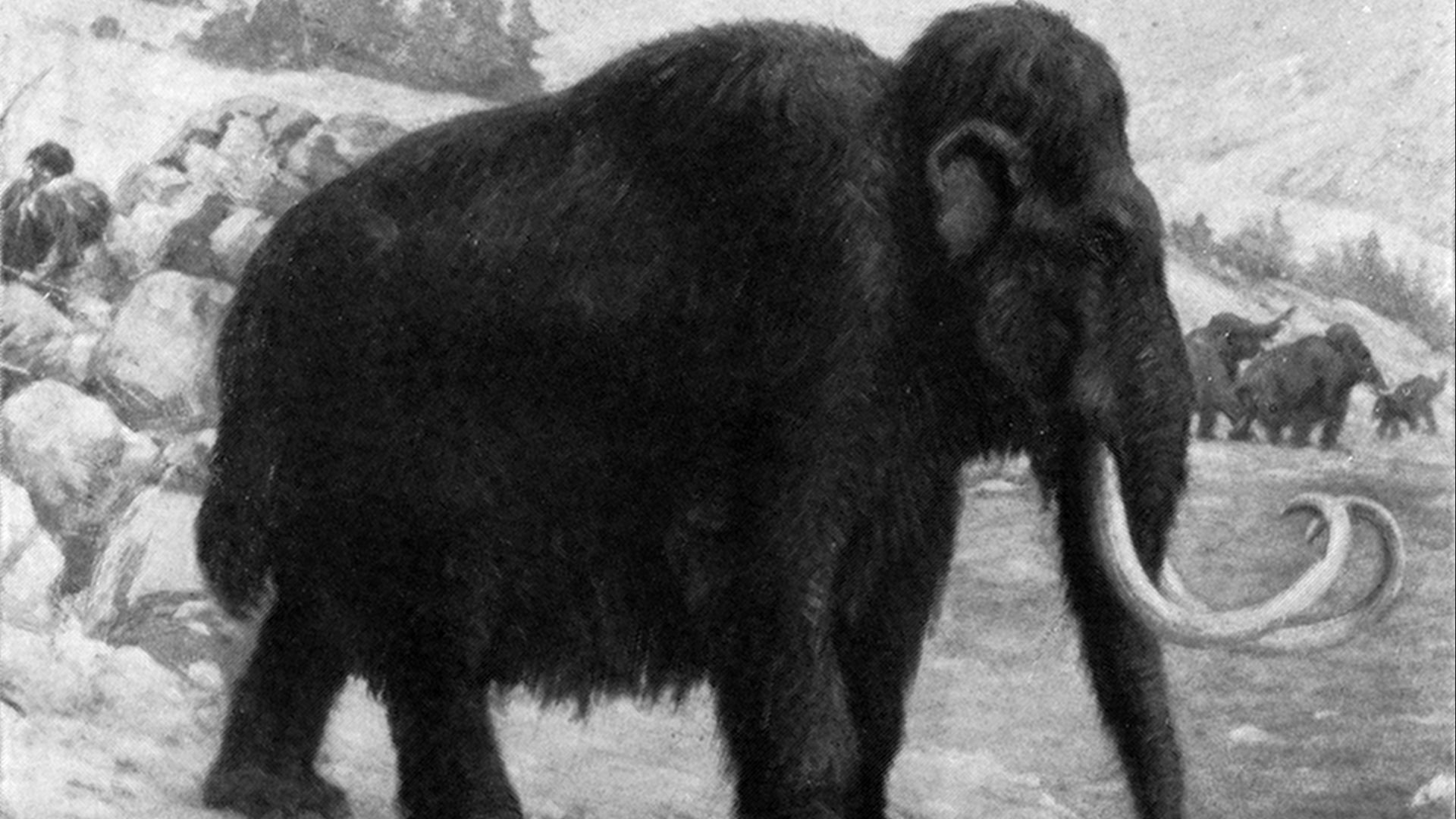 File:Woolly mammoths.jpg