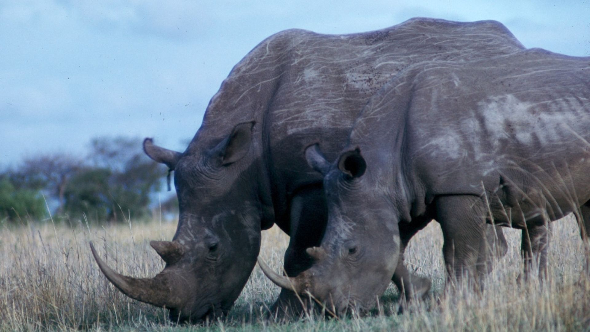 File:Two square-lipped rhinoceroses feeding - DPLA - 2a89671734cdaf3f1a96a9c94396f4f4.jpg