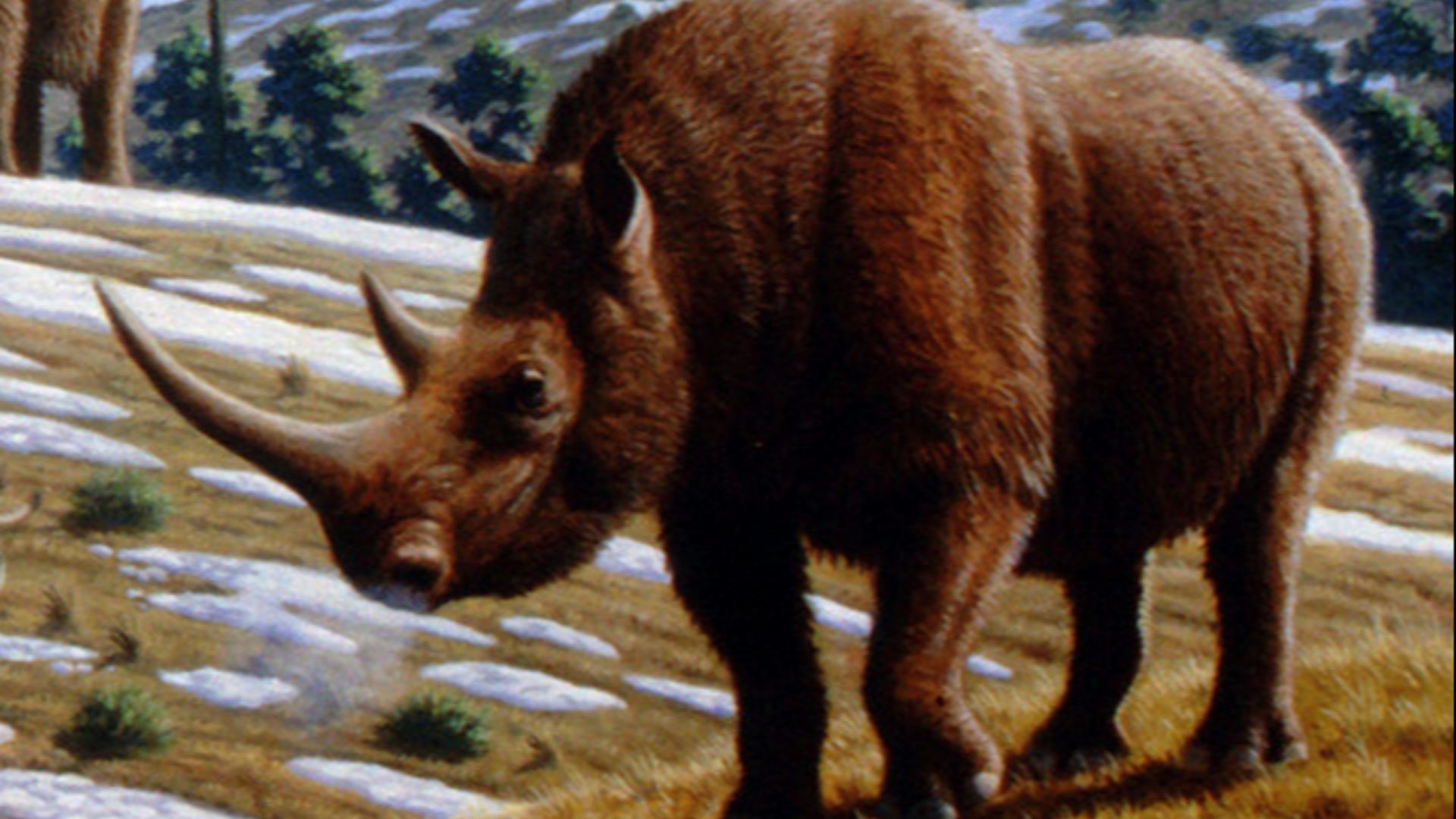 File:Woolly rhinoceros (Coelodonta antiquitatis) - Mauricio Antón.jpg