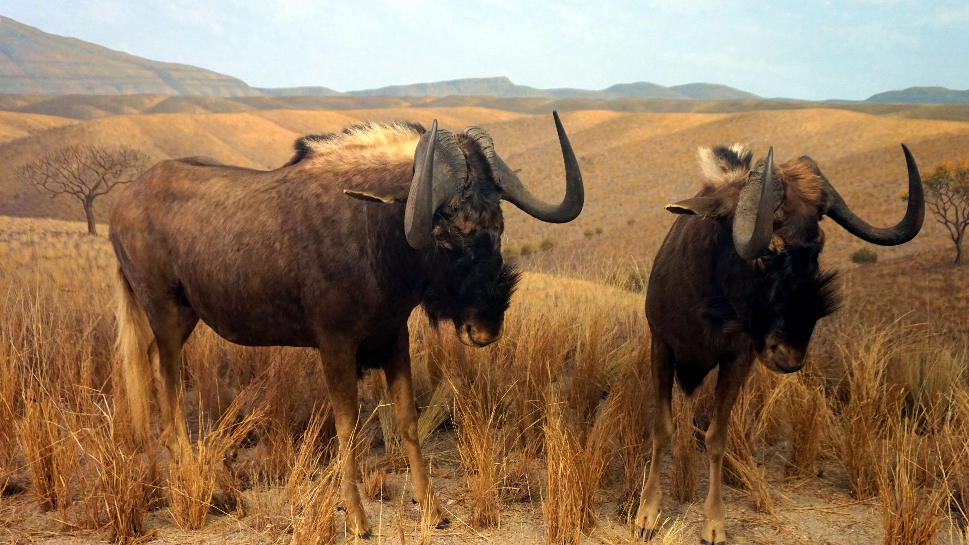 File:Milwaukee Public Museum November 2022 159 (Africa--Southern Africa--Southern Grasslands- The White-Tailed Gnu).jpg