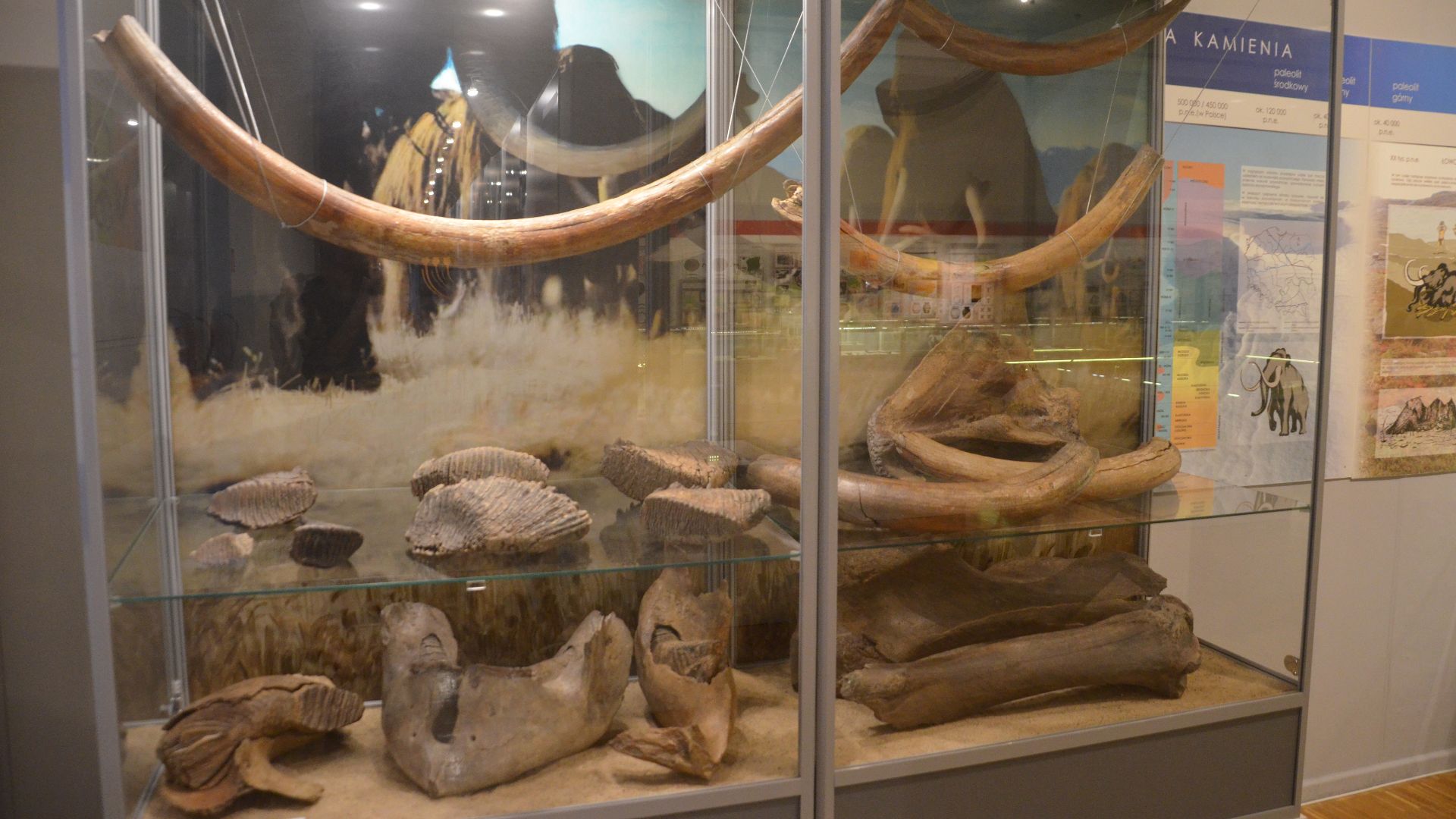File:02021 0014 Woolly mammoth bones found in Przemysl Region.jpg