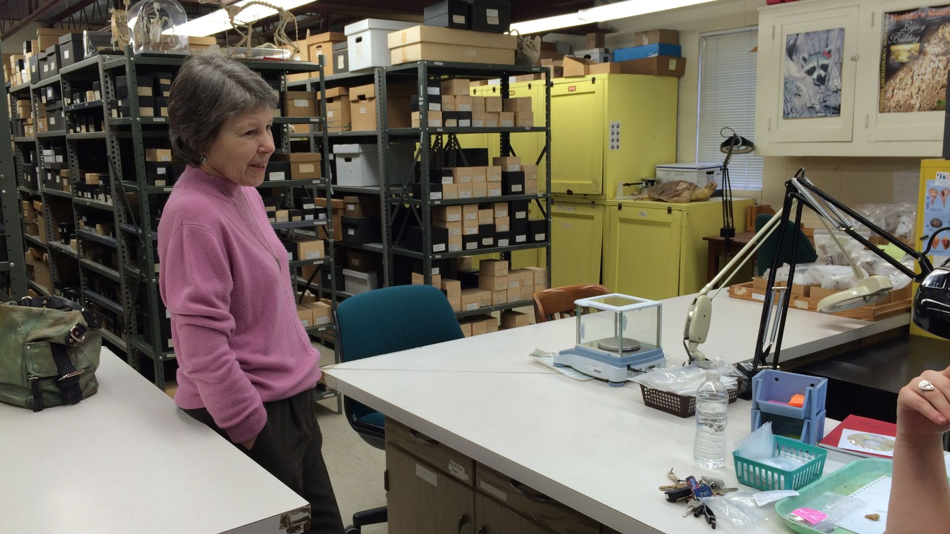 File:Elizabeth Reitz in Zooarchaeology Laboratory in Georgia Museum of Natural History.jpg