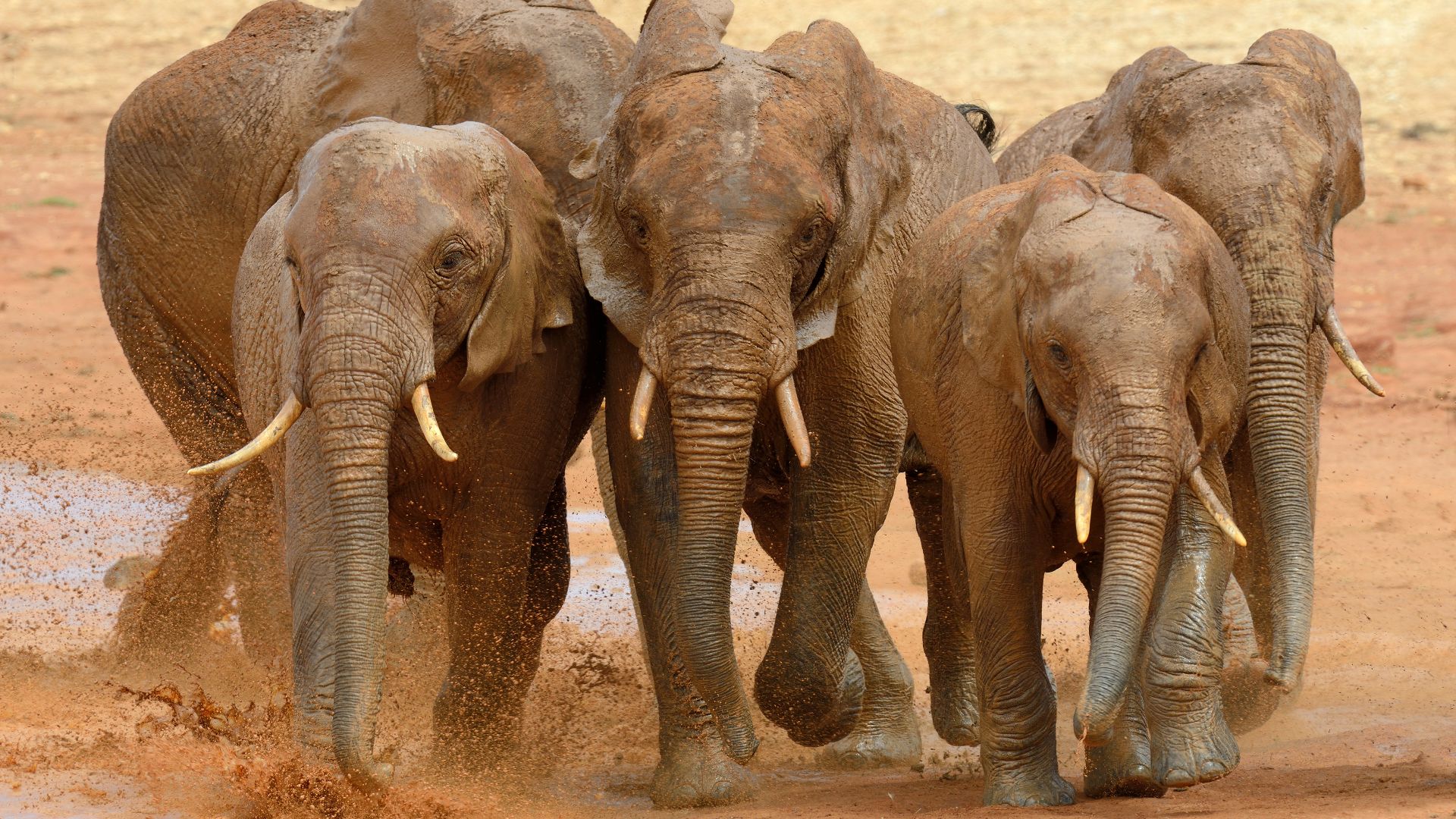 File:Elephant running.jpg