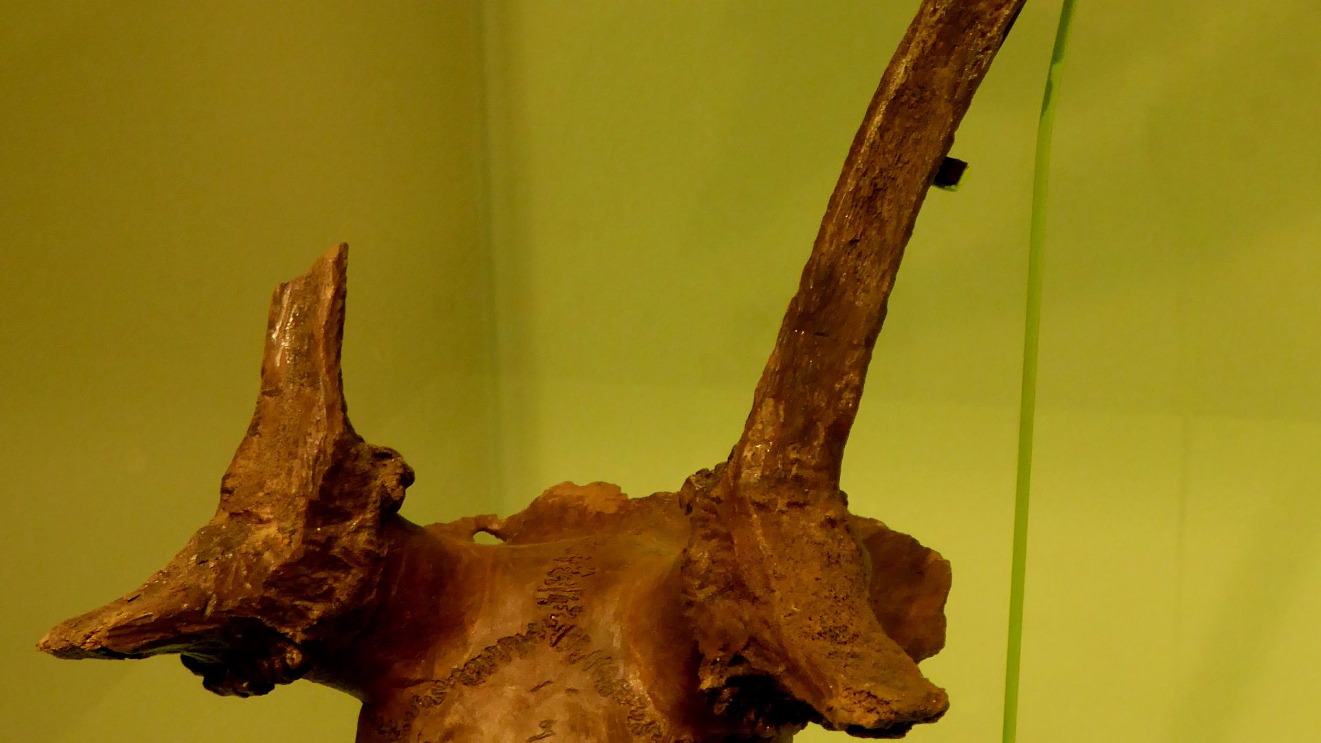 File:Mesolithic Deer Skull from Star Carr in the Cambridge University Museum of Archaeology and Anthropology.jpg