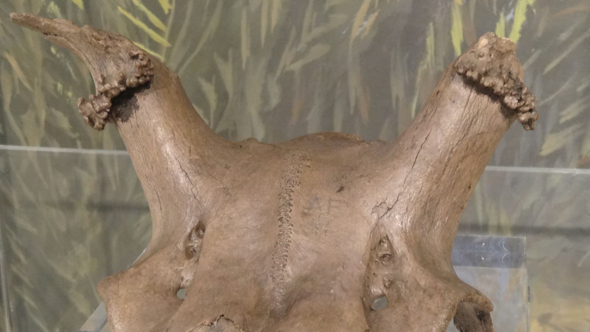 File:Star Carr headdress.jpg