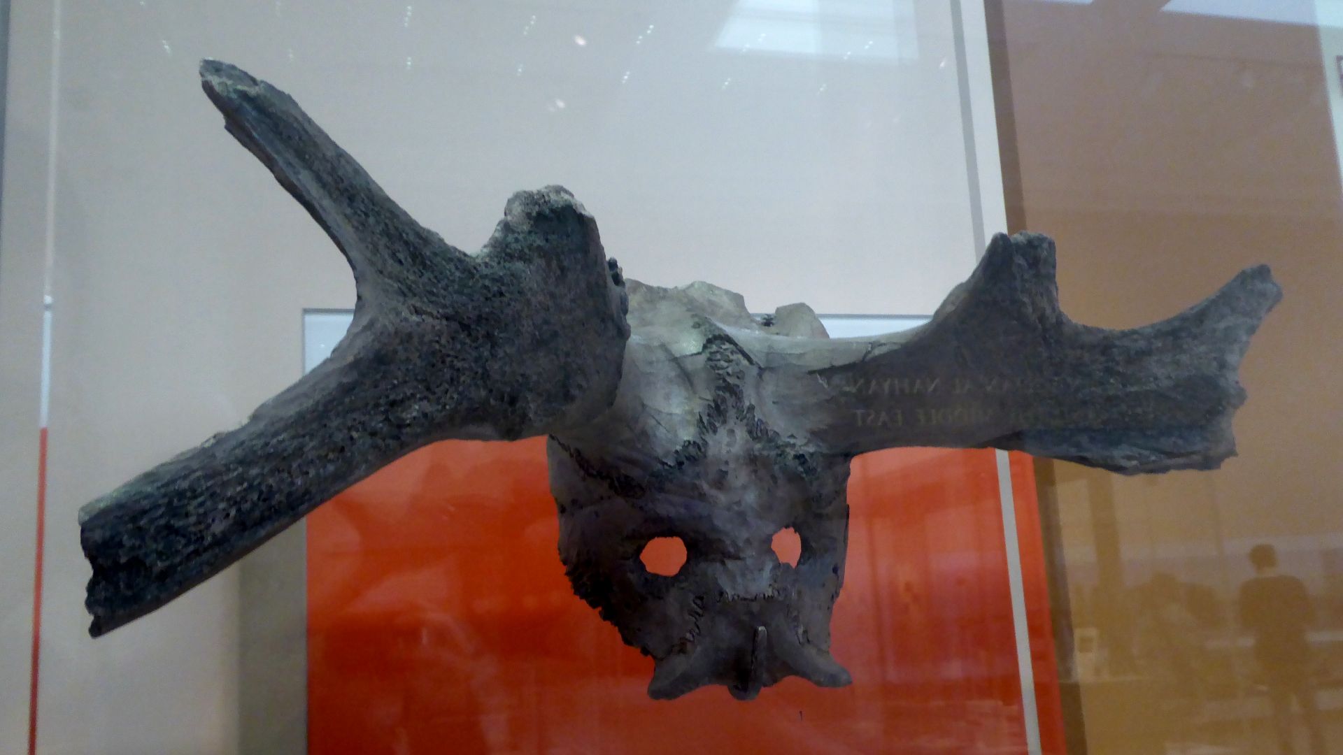 File:Star Carr Antler Mask in the British Museum.jpg