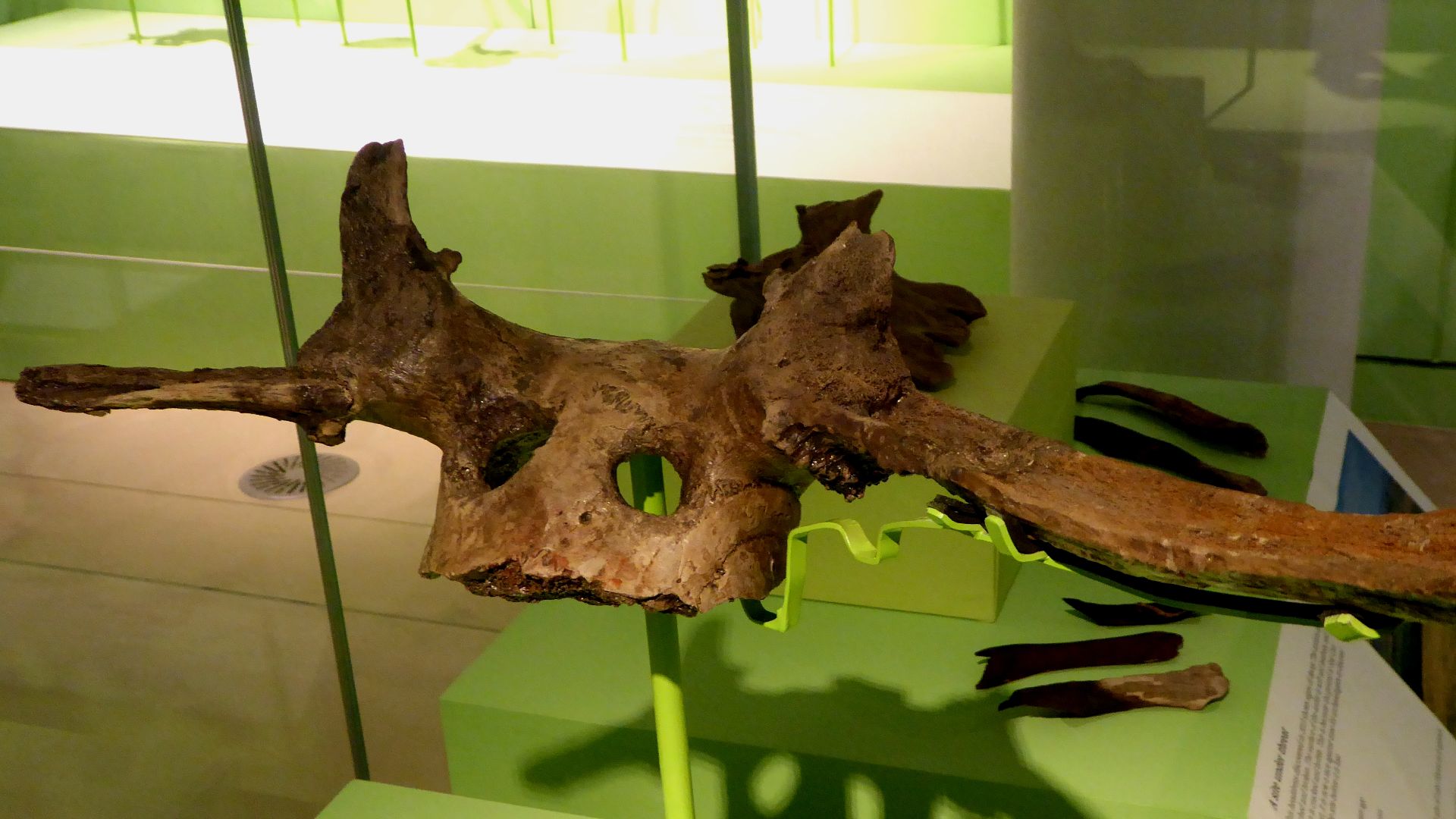 File:Mesolithic Antler Headdress from Star Carr in the Cambridge University Museum of Archaeology and Anthropology.jpg