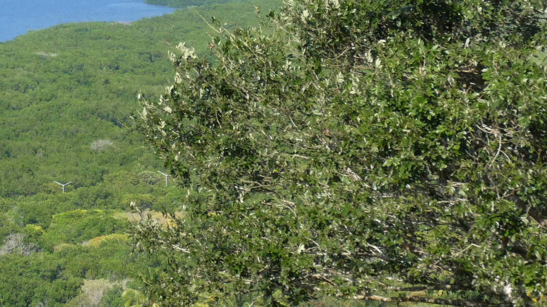 File:The Coast north of Campeche from Fuerte San Jose.jpg