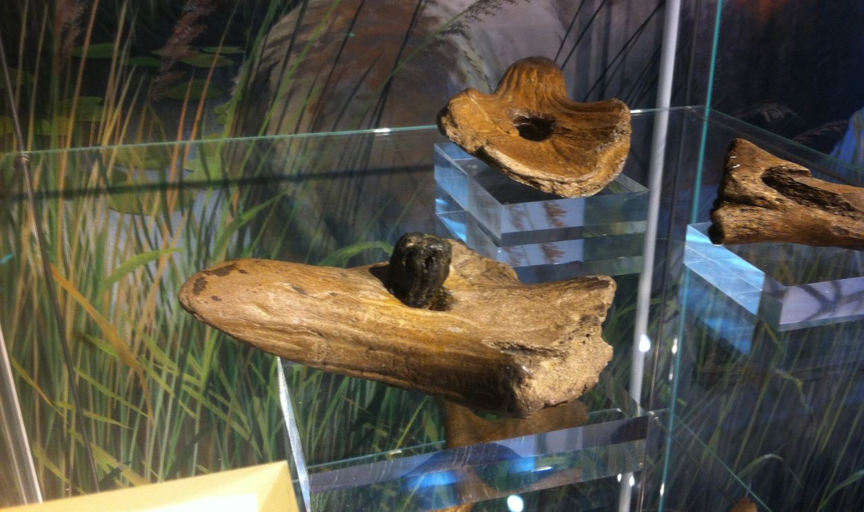 Barbed Points Gave Hunters An Edge