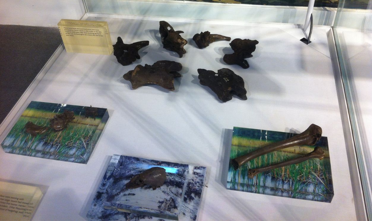 Organic Preservation